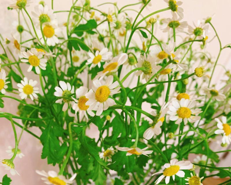 洋甘菊的花语（揭示洋甘菊的美丽与意义）