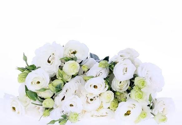 洋桔梗花语与白色花卉之美（白色花卉的浪漫与象征意义）