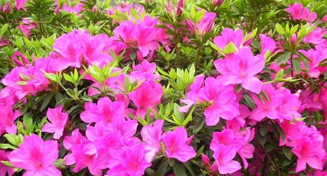 培育杜鹃花，寓意与生活的美丽共舞（以养杜鹃花）