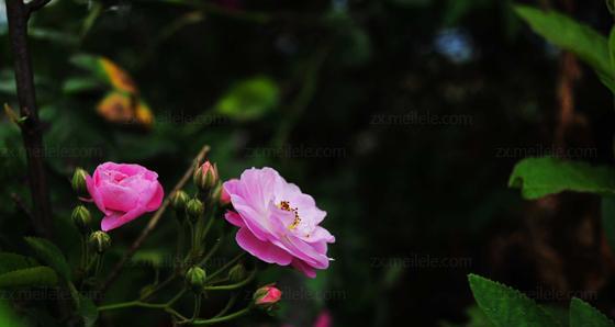 野蔷薇花语的深刻寓意（探寻野蔷薇的神秘之美）