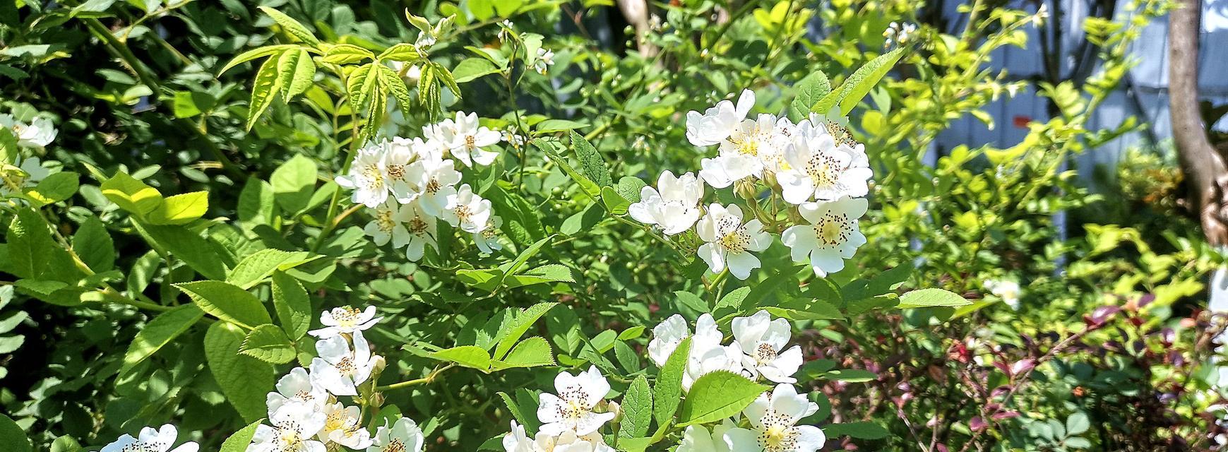 野蔷薇（野蔷薇的花语与象征意义）