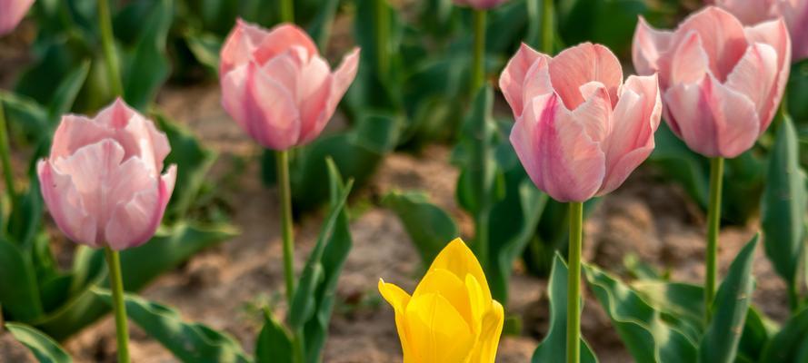 野生郁金香花语贞操（用花语解读贞操的意义与力量）