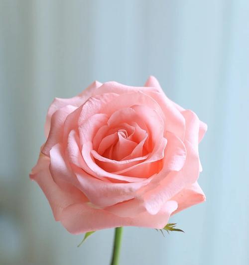 粉玫瑰的象征意义（一朵粉玫瑰）