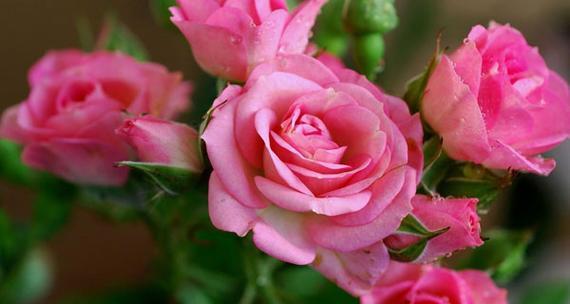 粉玫瑰的象征意义（一朵粉玫瑰）
