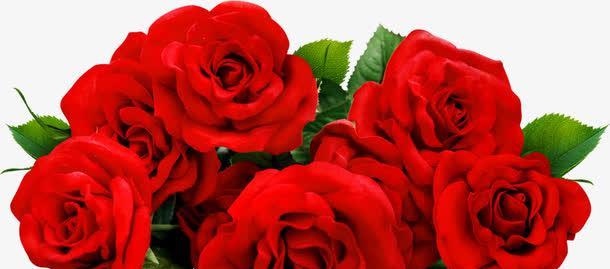 红玫瑰的象征意义与传承（探寻红玫瑰的多重寓意与文化价值）