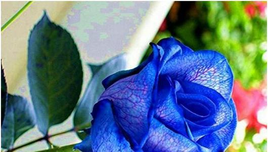 蓝色的奇迹——一朵蓝玫瑰的象征意义（寻找真爱的勇气与希望）