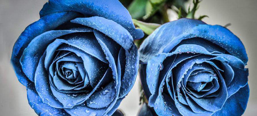 蓝色妖姬的花语——关于一朵神秘花的传说（探寻蓝色妖姬的花语之谜）