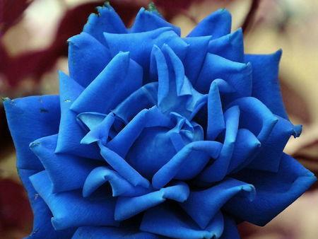 蓝色妖姬的花语——关于一朵神秘花的传说（探寻蓝色妖姬的花语之谜）