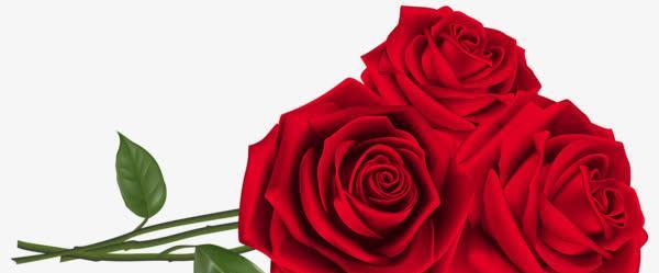 一朵玫瑰花的含义与象征（探寻玫瑰花的美丽与深意）