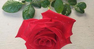 一朵玫瑰花的含义与象征（探寻玫瑰花的美丽与深意）