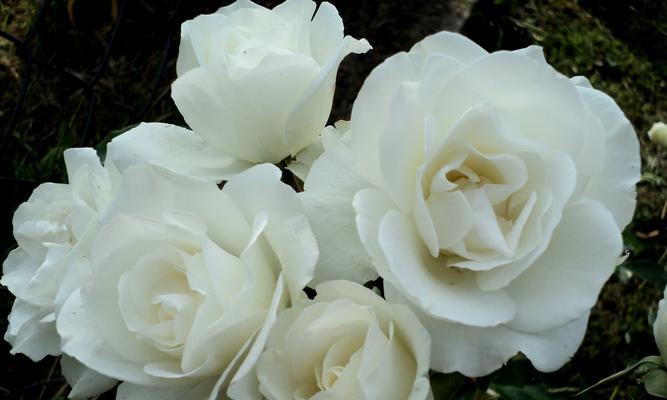 一束白玫瑰的象征意义（揭示白玫瑰所代表的深层情感和意义）