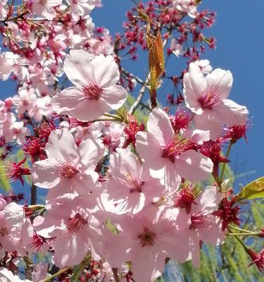 樱花的花语与象征意义（传承千年的芬芳）
