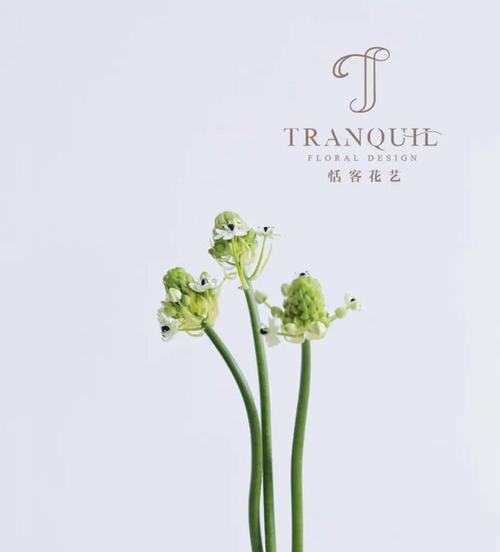 樱水晶花语与寓意（樱水晶花语的解读与应用）