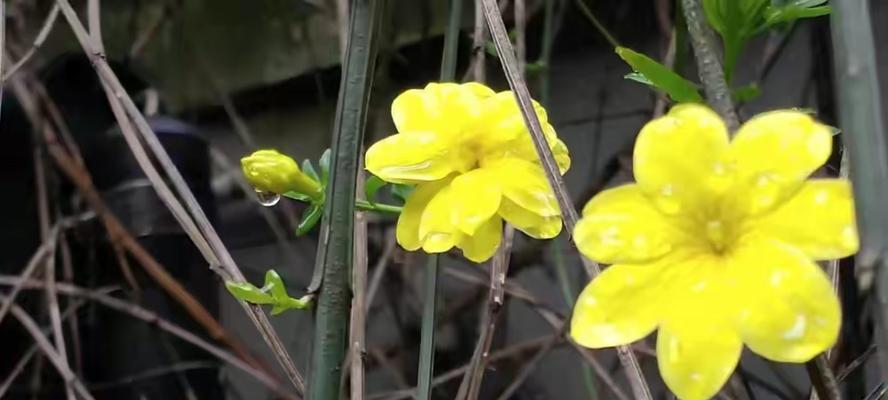 迎春花（传递着希望与新生的花语）