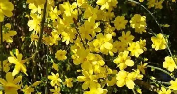 迎春花花语的含义及传承（迎春花传达春天希望和喜庆的信息）