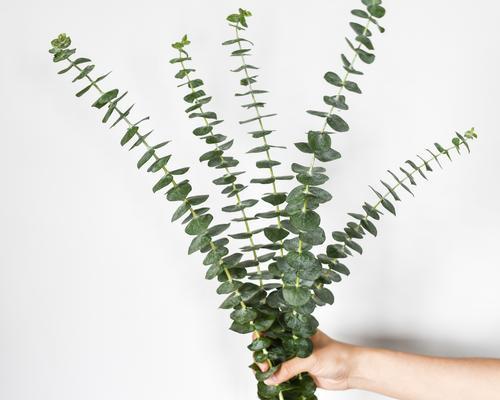 尤加利的花语与意义（探寻尤加利的神秘力量）