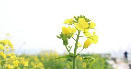 油菜花的花语（油菜花花语的深刻寓意和传承）