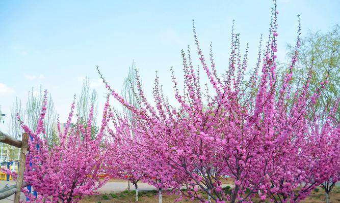 寓意美好，以榆叶梅花语为主题的文章（探寻榆叶梅花语的深层含义）