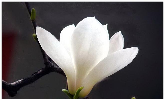玉兰花的象征意义（美丽而坚强）