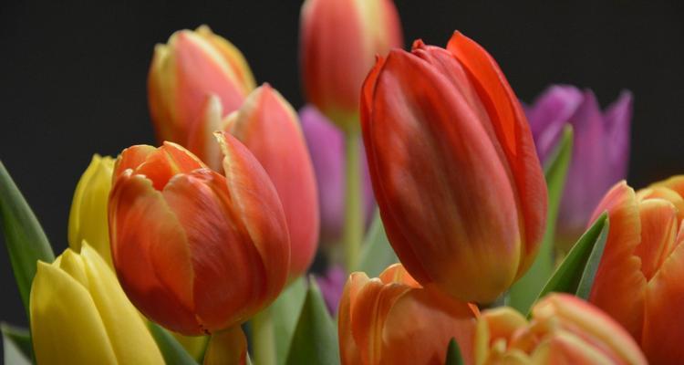 郁金香花的象征意义与文化传承（揭示郁金香花背后的故事）