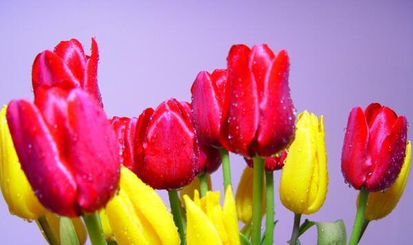 郁金香花语（揭示郁金香的浪漫与情感）