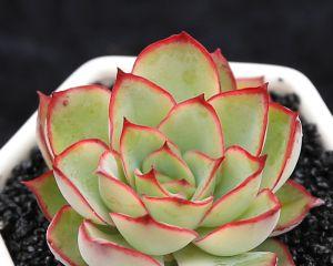 月光花（绽放于黑夜）