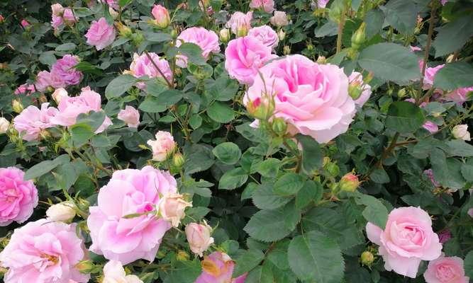 月季花的寓意（揭示月季花的丰富内涵与美学价值）