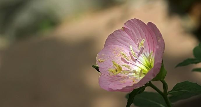 月见草花语（探寻月见草的深层含义）