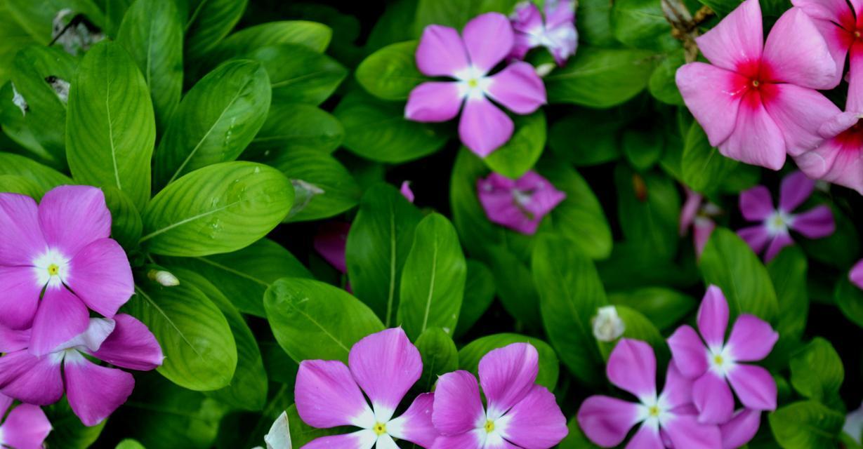 长春花花语（唤醒希望）