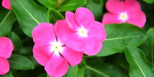长春花的花语与寓意（揭示长春花的象征意义）