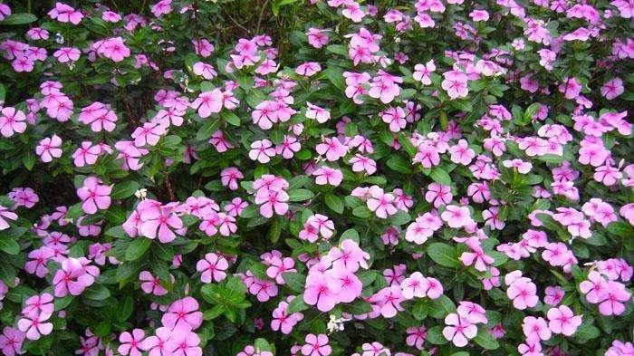 长春花的花语与寓意（揭示长春花的象征意义）