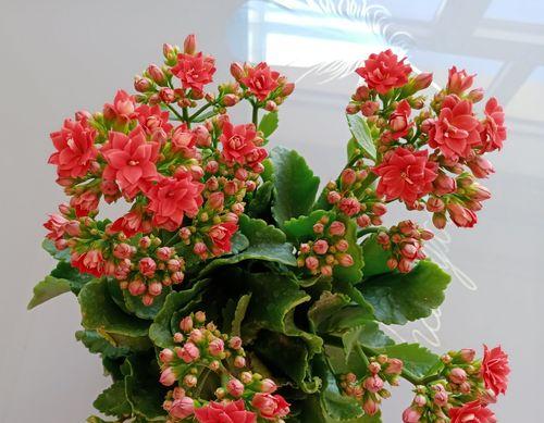 长寿花的寓意与花语（传承千年的长寿之花）