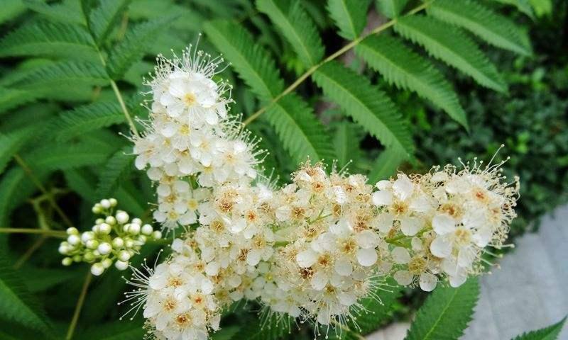 珍珠梅花的意义与象征（探索珍珠梅花的深意与美丽之处）