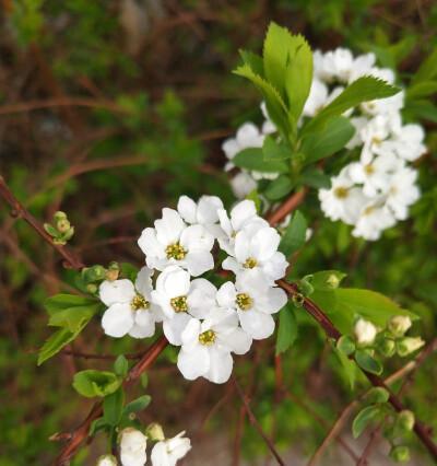 探寻菊花语——珍珠绣线菊的美与哲理（绣线菊）