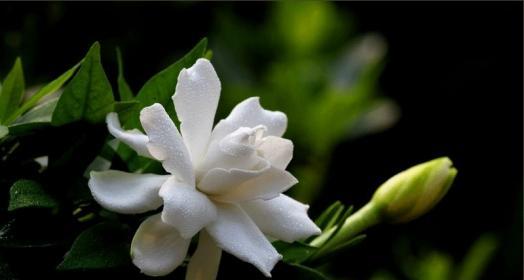 栀子花的花语与意义（探寻栀子花花语的深层含义）