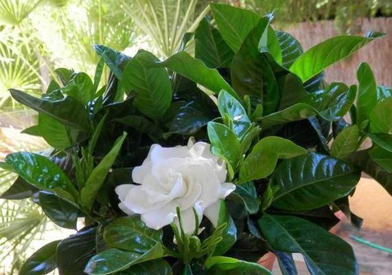 栀子花的寓意与象征意义（解读栀子花的文化内涵与美学价值）