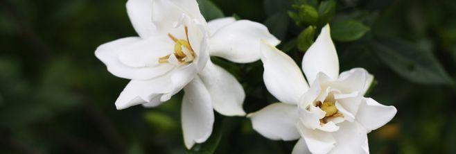 栀子花的花语与寓意（栀子花的情感表达与心灵启迪）