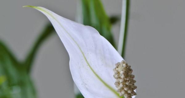 植物白掌的花语（探索白掌花的花语以及其传递的情感和含义）
