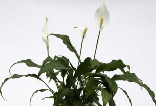 植物白掌的花语（探索白掌花的花语以及其传递的情感和含义）