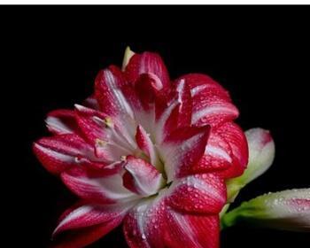 朱顶红的花语和寓意（探寻朱顶红花的文化象征及美丽寓意）