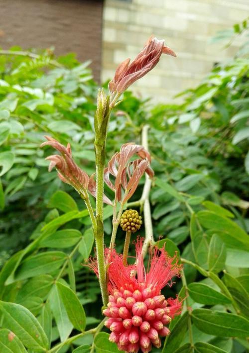 朱樱花（朱樱花的花语和寓意及其在文化中的地位）