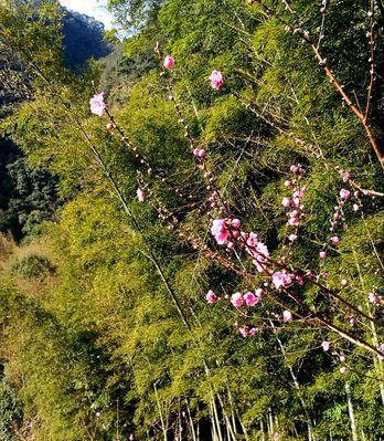 竹夹桃花（探寻竹夹桃花的花语和美丽）