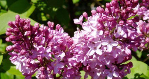 紫丁香花的美丽与寓意（紫丁香花语探秘）