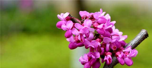 紫堇花的花语及其寓意（用紫堇花的花语感受生活的美好）