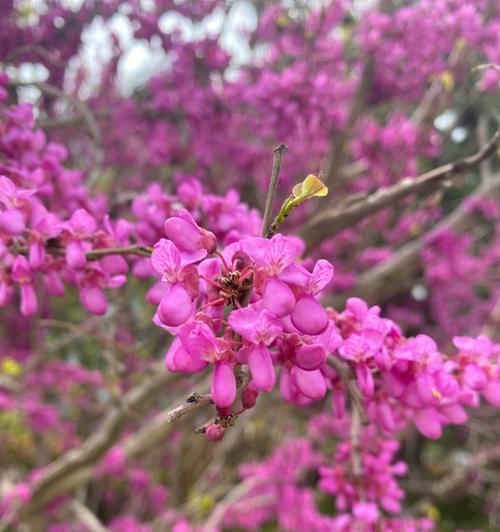 紫堇花的花语及其寓意（用紫堇花的花语感受生活的美好）