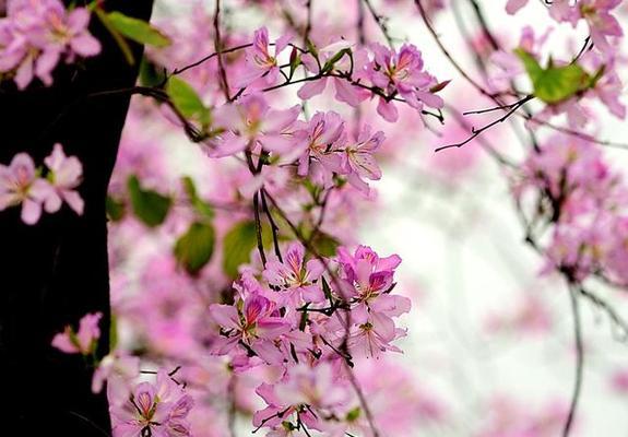 紫荆花花语的深刻寓意（解读紫荆花的象征与内涵）