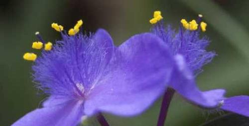 紫露草的花语（揭秘紫露草的情感传递与象征意义）