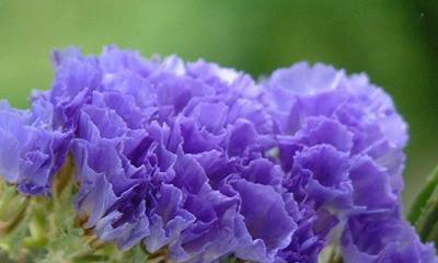 紫罗兰花语及其隐含的寓意（探索紫罗兰花语的深层含义）