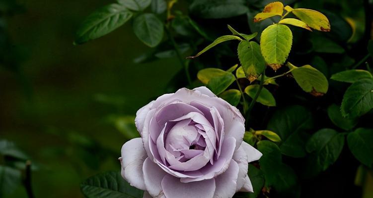 紫玫瑰的花语与象征意义（揭秘紫玫瑰的浪漫内涵与传说）