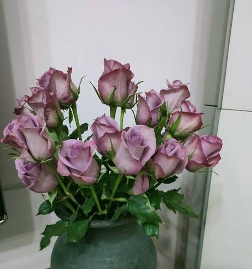 紫玫瑰的花语与象征意义（揭秘紫玫瑰的浪漫内涵与传说）